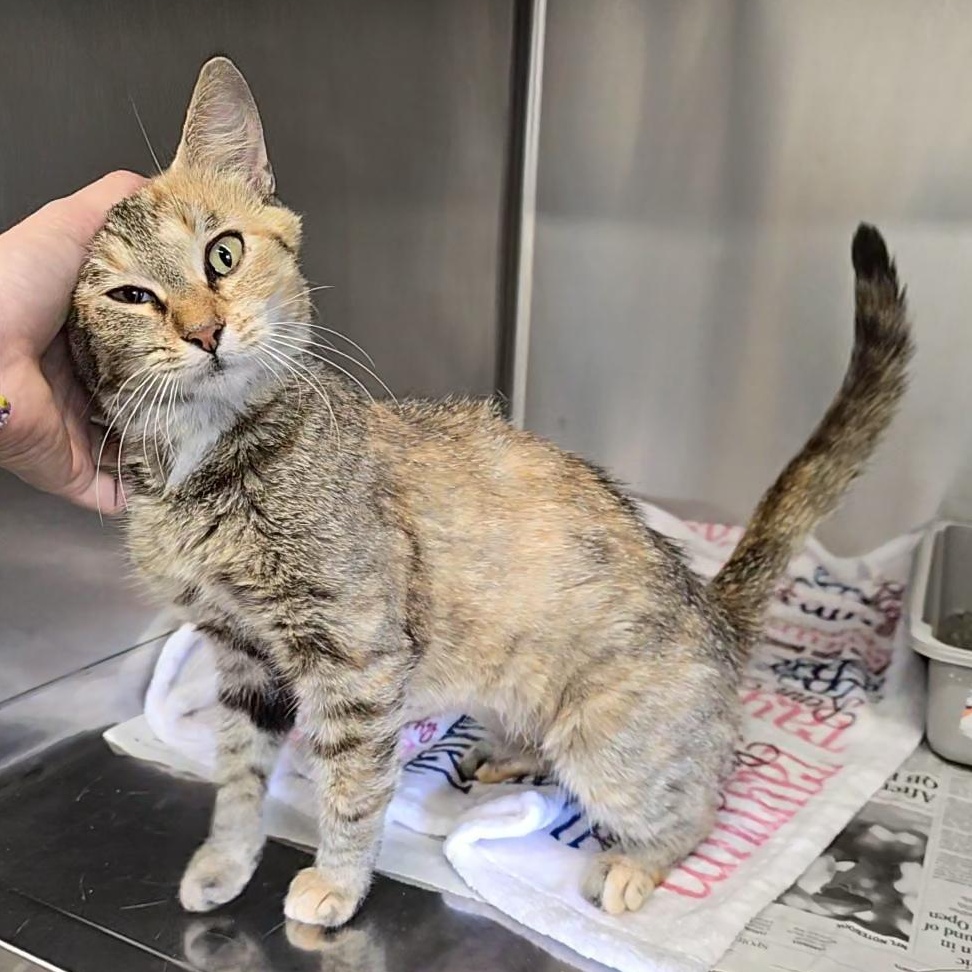 Frappe, a Adoptable Domestic Short Hair in Beaufort, MO image 2/6