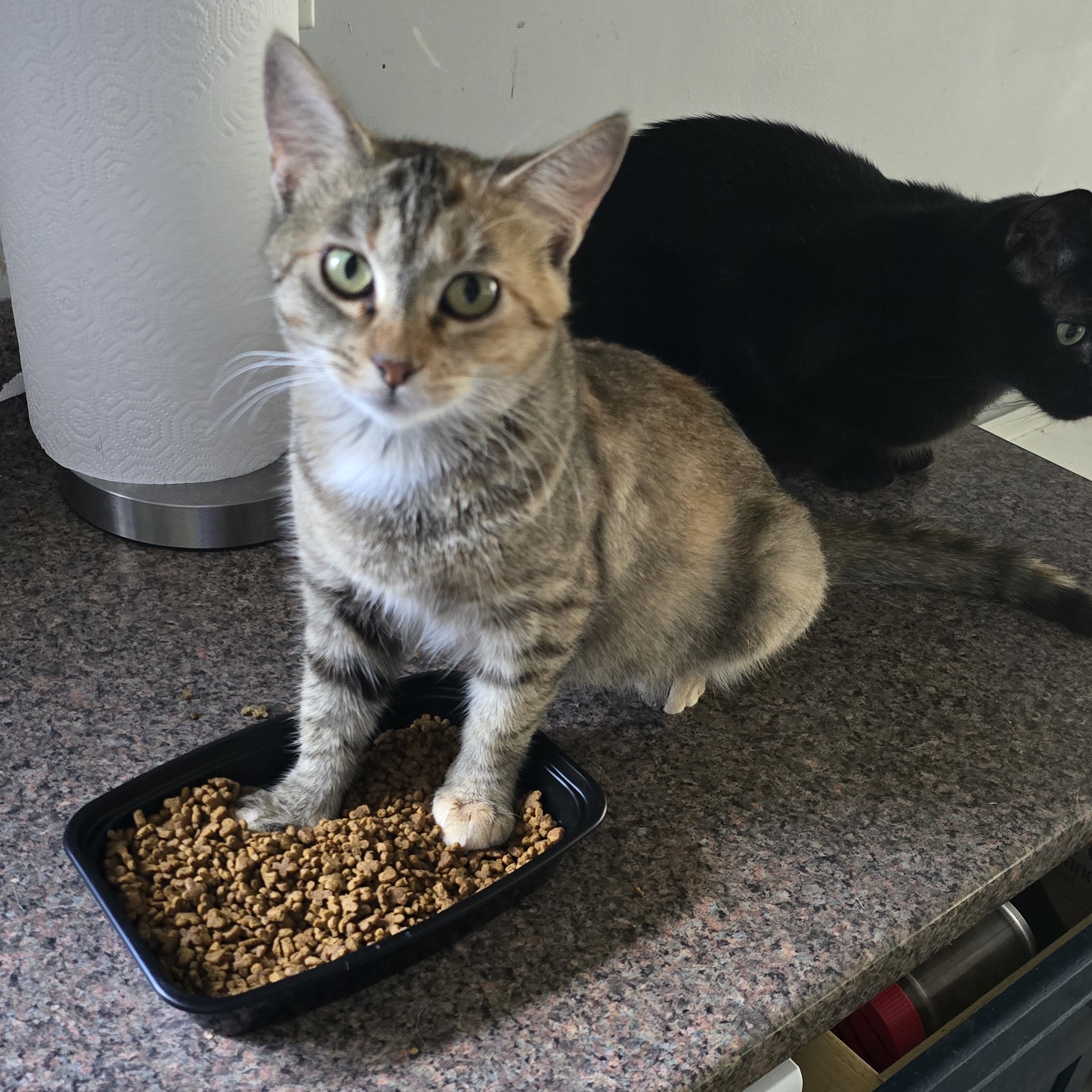 Frappe, a Adoptable Domestic Short Hair in Beaufort, MO image 6/6