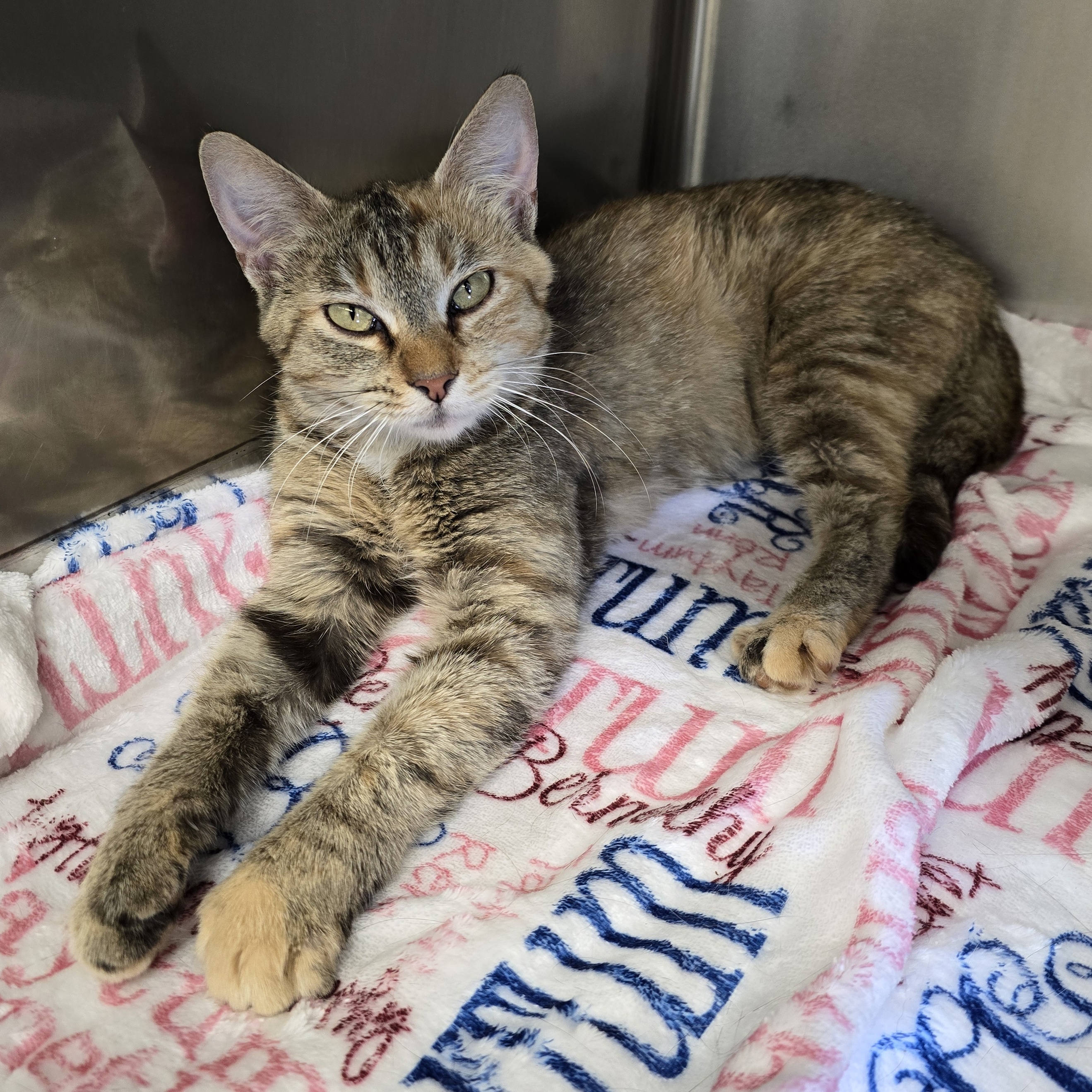 Frappe, a Adoptable Domestic Short Hair in Beaufort, MO image 5/6