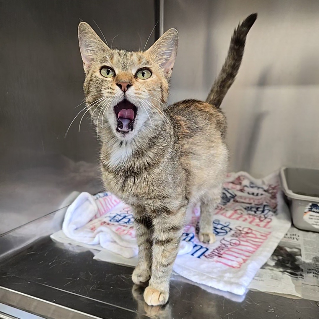 Frappe, a Adoptable Domestic Short Hair in Beaufort, MO image 1/6