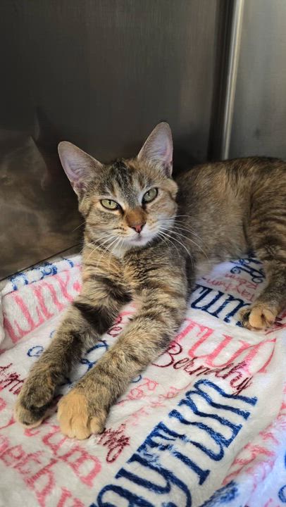 Enlarge Frappe, a Adoptable Domestic Short Hair in Beaufort, MO video 4/6