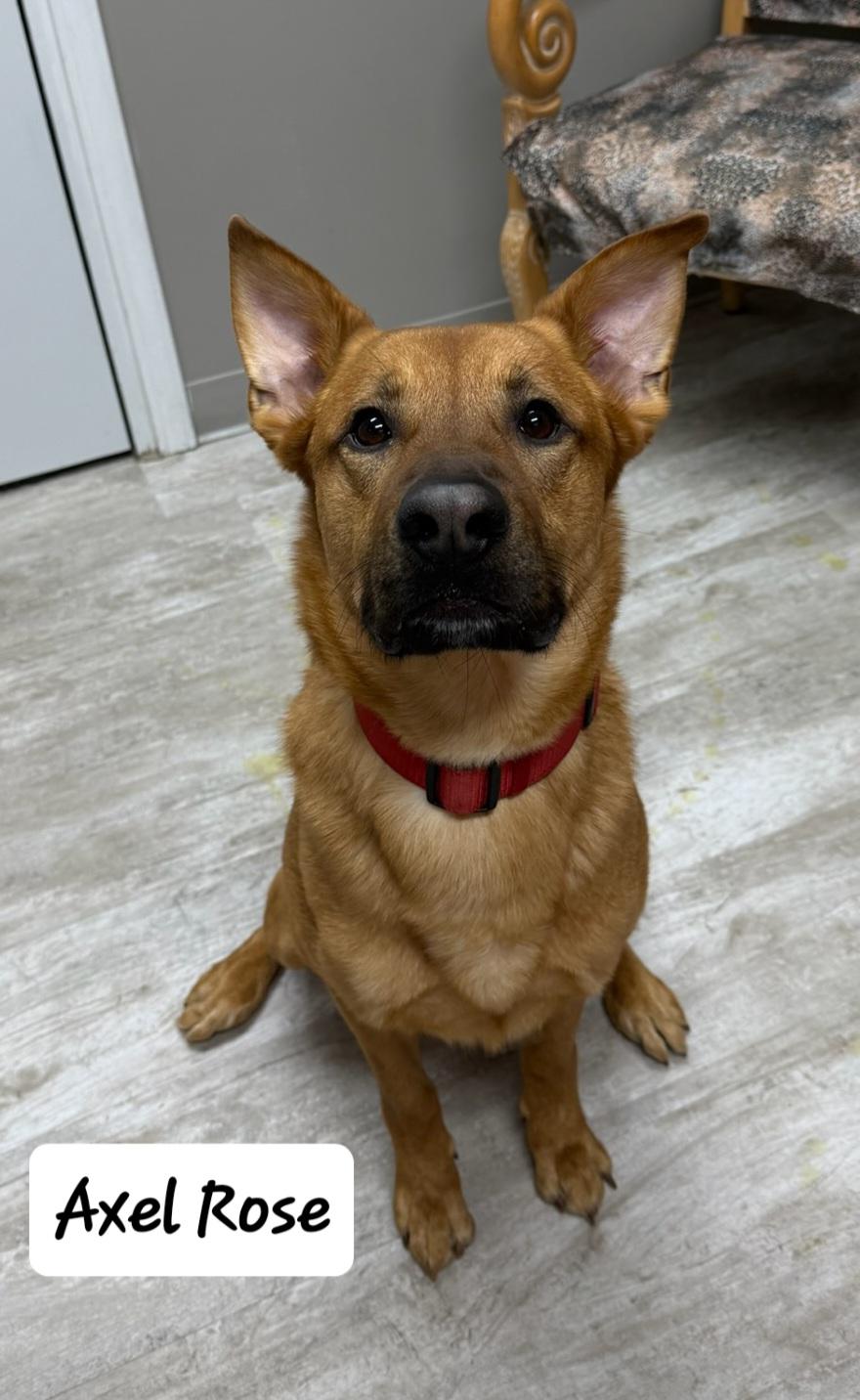 Enlarge Axel Rose, a ADOPTABLE mixed breed in Urbana, OH image 1/1