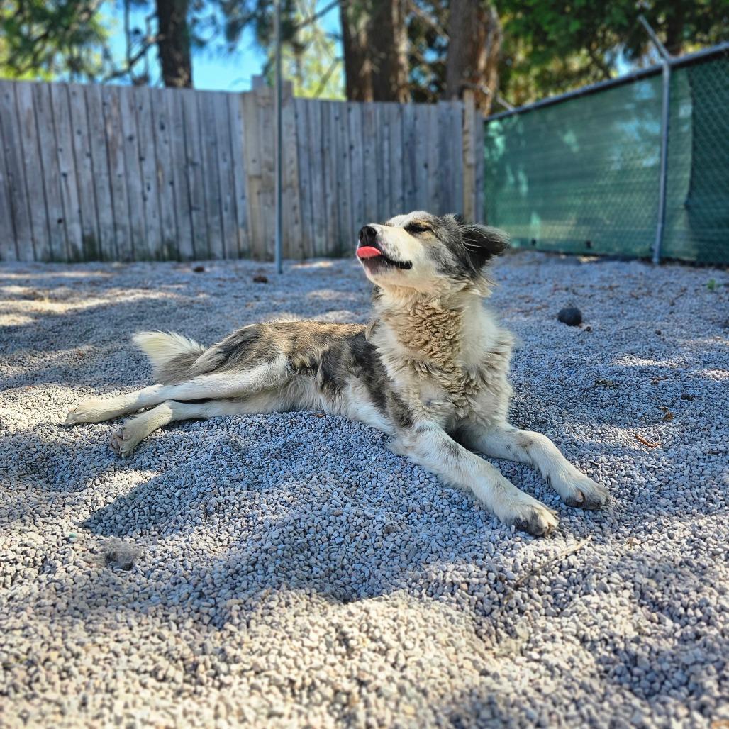 Asena, a Adoptable mixed breed in Mount Shasta, CA image 1/4