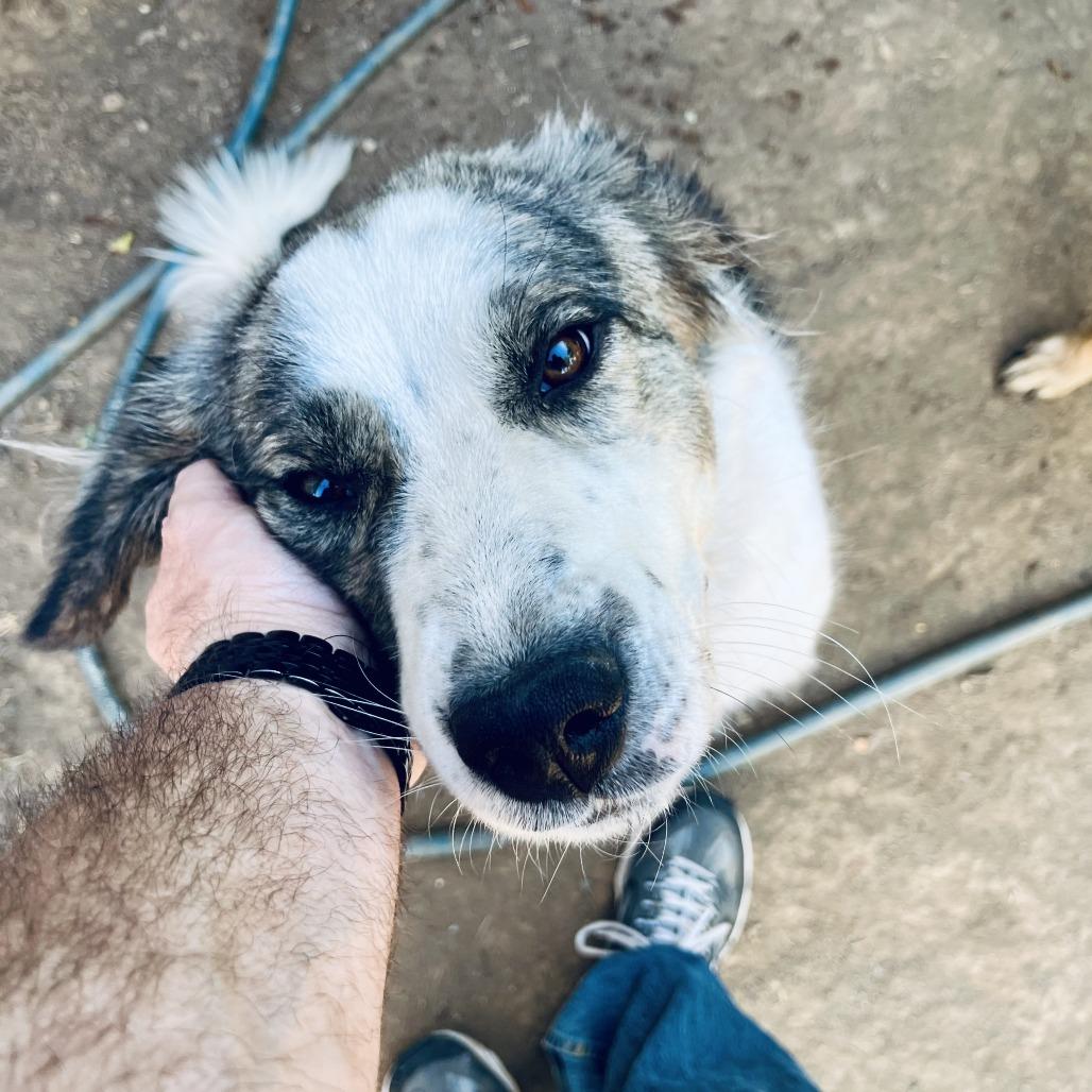 Asena, a Adoptable mixed breed in Mount Shasta, CA image 2/4