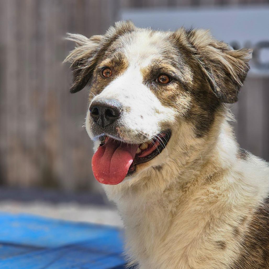 Asena, a Adoptable mixed breed in Mount Shasta, CA image 3/4
