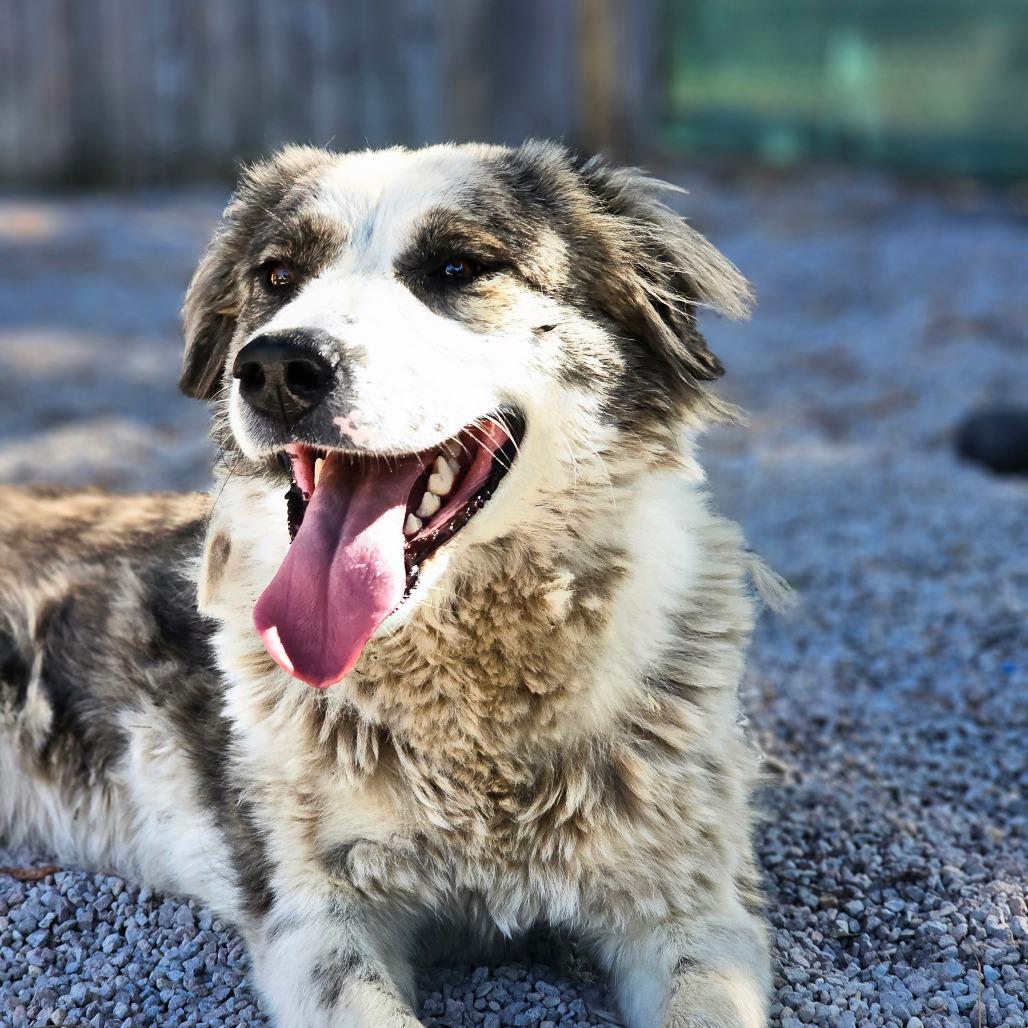 Asena, a Adoptable mixed breed in Mount Shasta, CA image 2/4