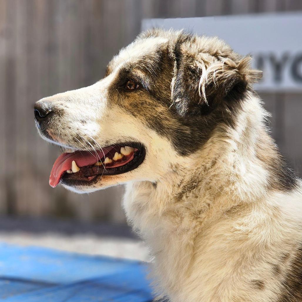 Asena, a Adoptable mixed breed in Mount Shasta, CA image 4/4