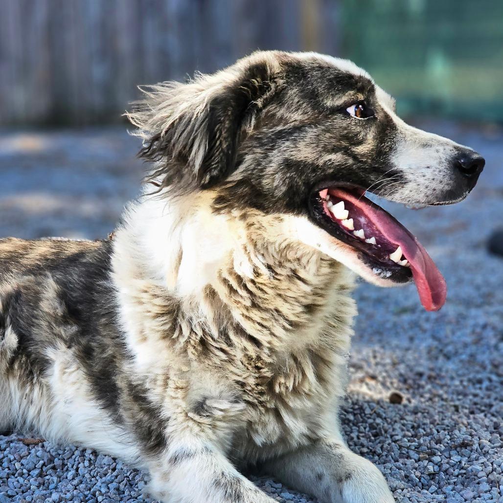 Asena, a Adoptable mixed breed in Mount Shasta, CA image 3/4