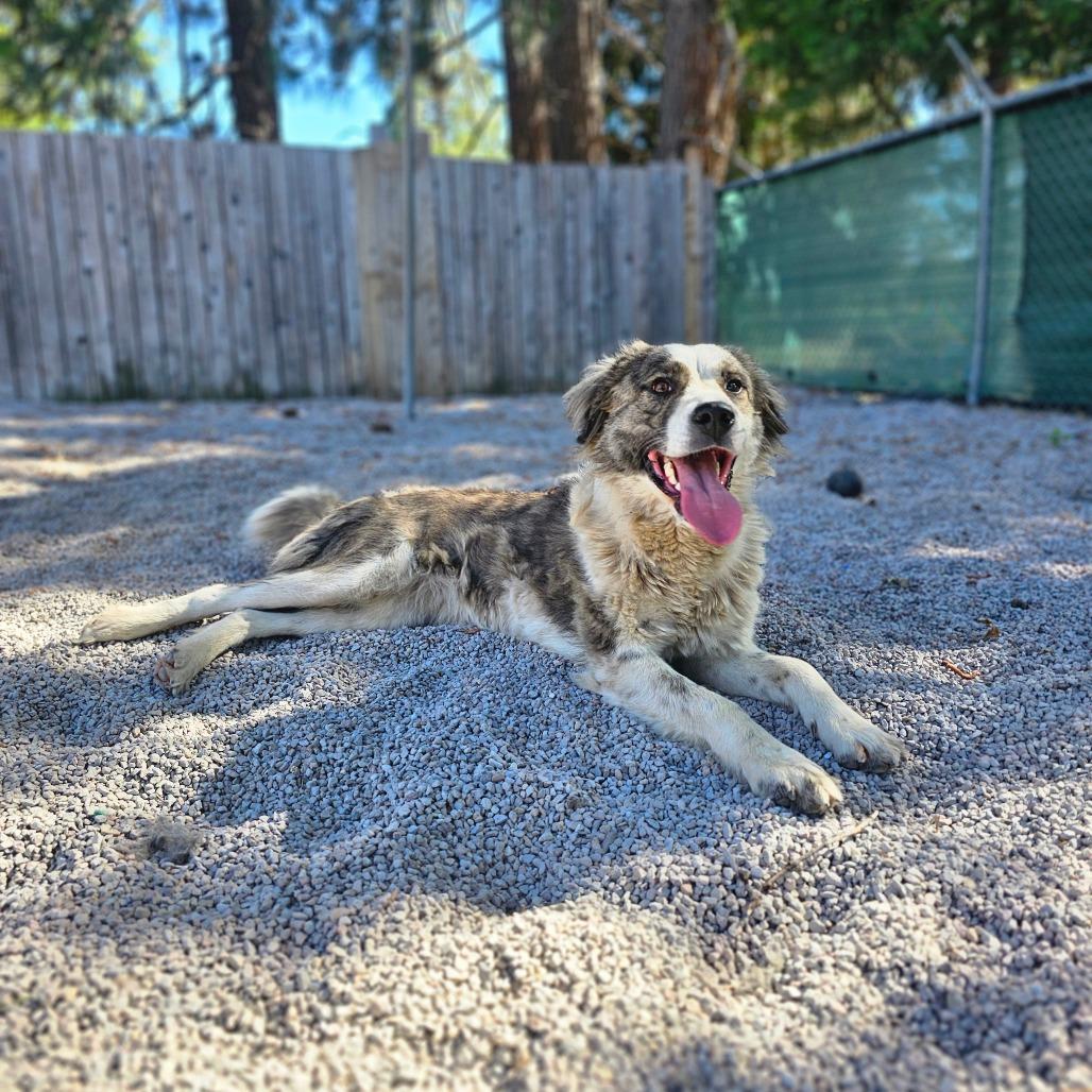 Asena, a Adoptable mixed breed in Mount Shasta, CA image 4/4