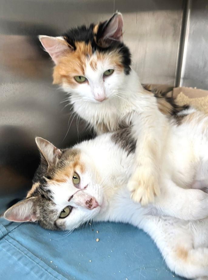 Aurora, a Adopted mixed breed in Carrollton, GA image 1/3