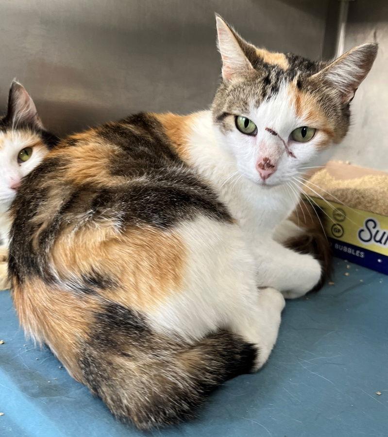 Aurora, a Adopted mixed breed in Carrollton, GA image 2/3