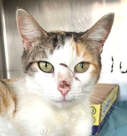 Aurora, a Adopted mixed breed in Carrollton, GA image 3/3