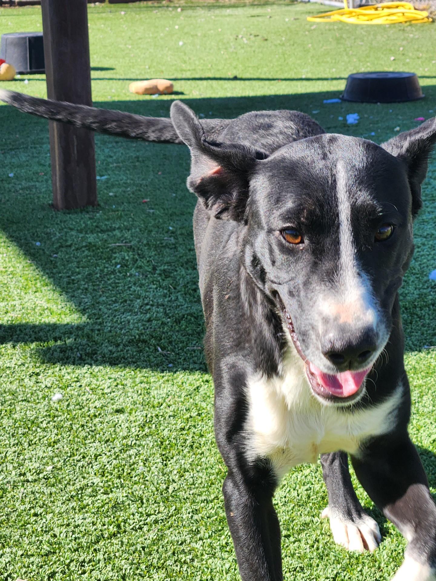 Starling, Adoptable, Young Female Labrador Retriever.
