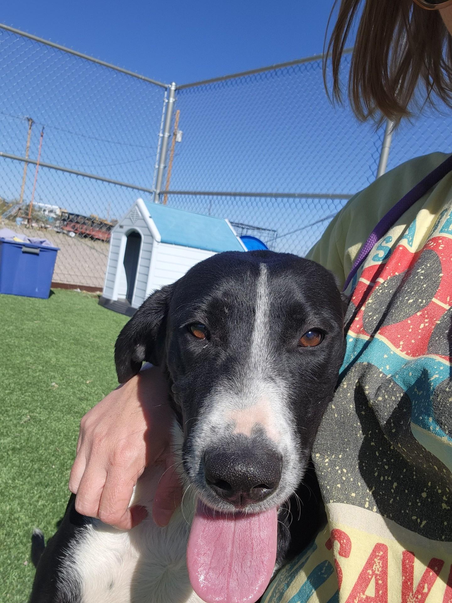Starling, a Adoptable mixed breed in Truth or Consequences , NM image 2/6