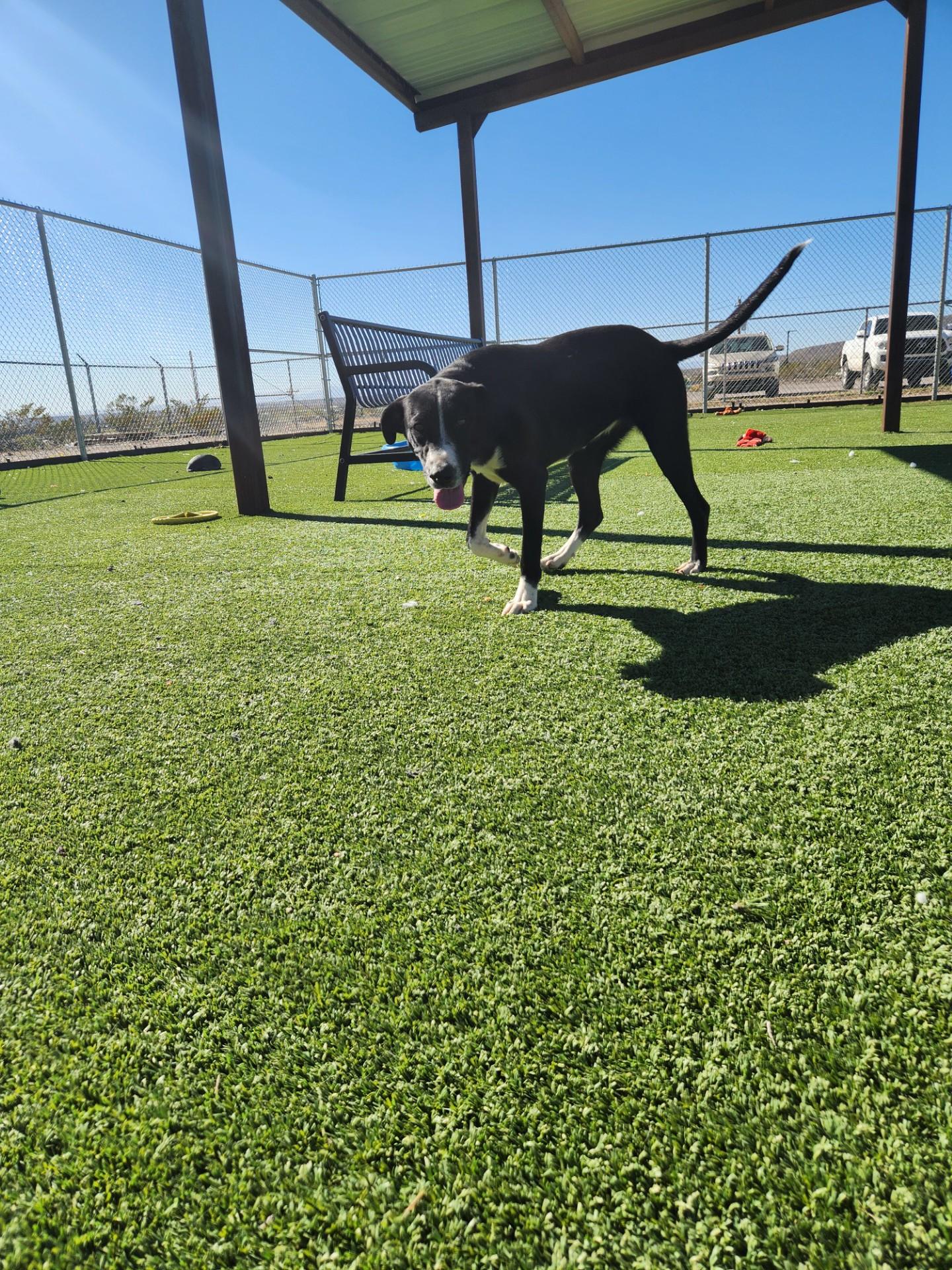 Starling, a Adoptable mixed breed in Truth or Consequences , NM image 3/6