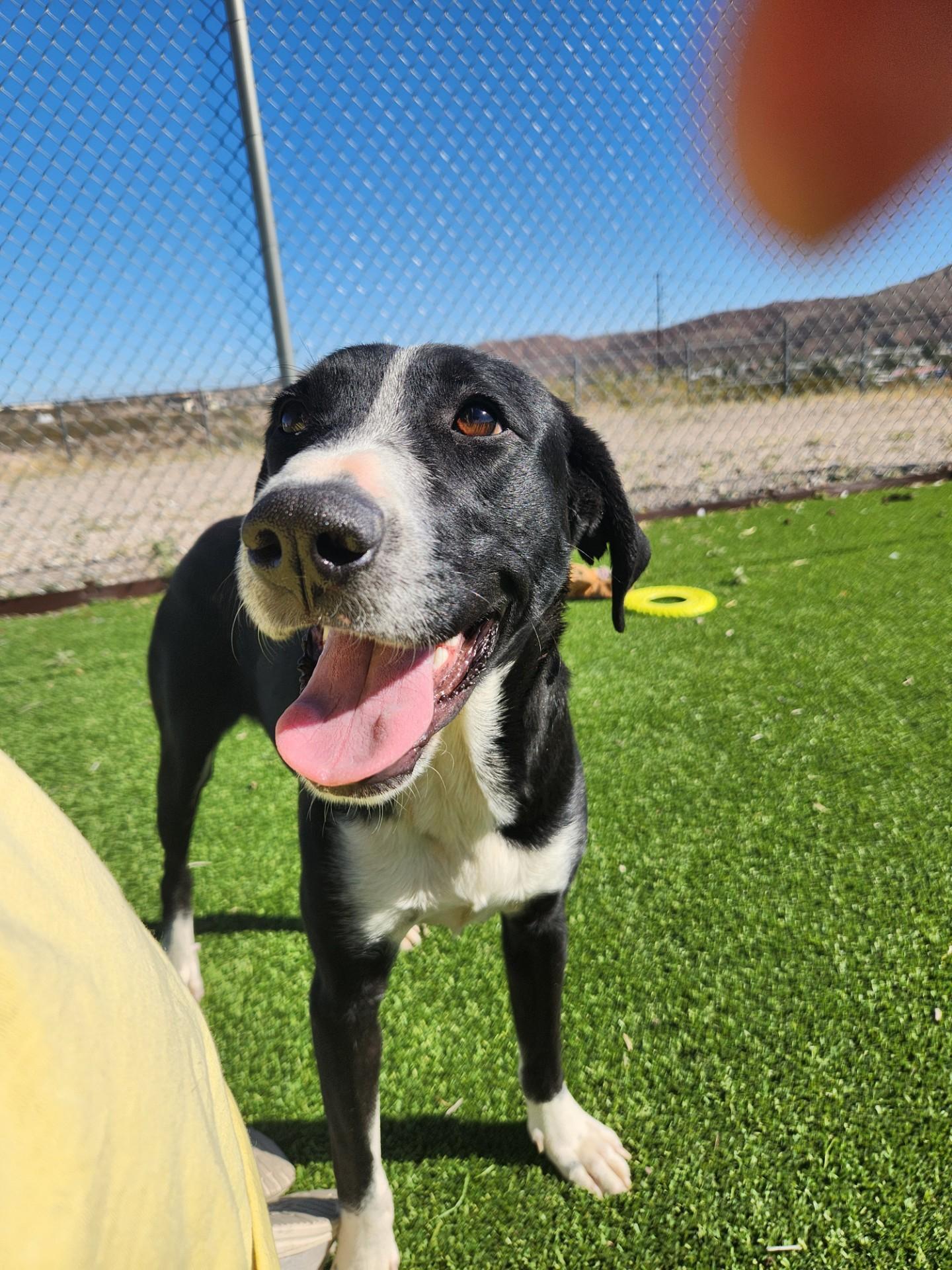 Starling, a Adoptable mixed breed in Truth or Consequences , NM image 4/6