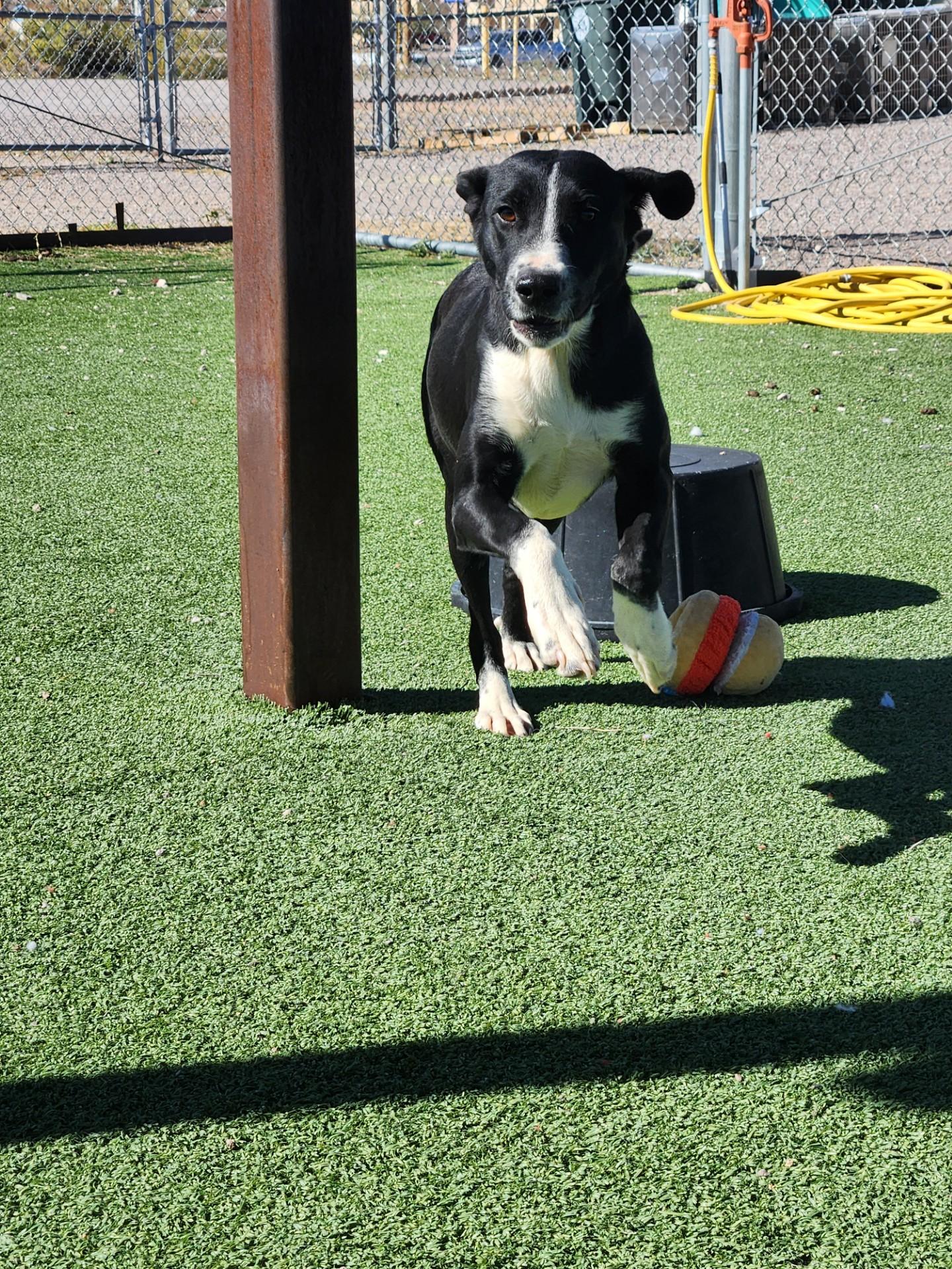 Starling, a Adoptable mixed breed in Truth or Consequences , NM image 5/6