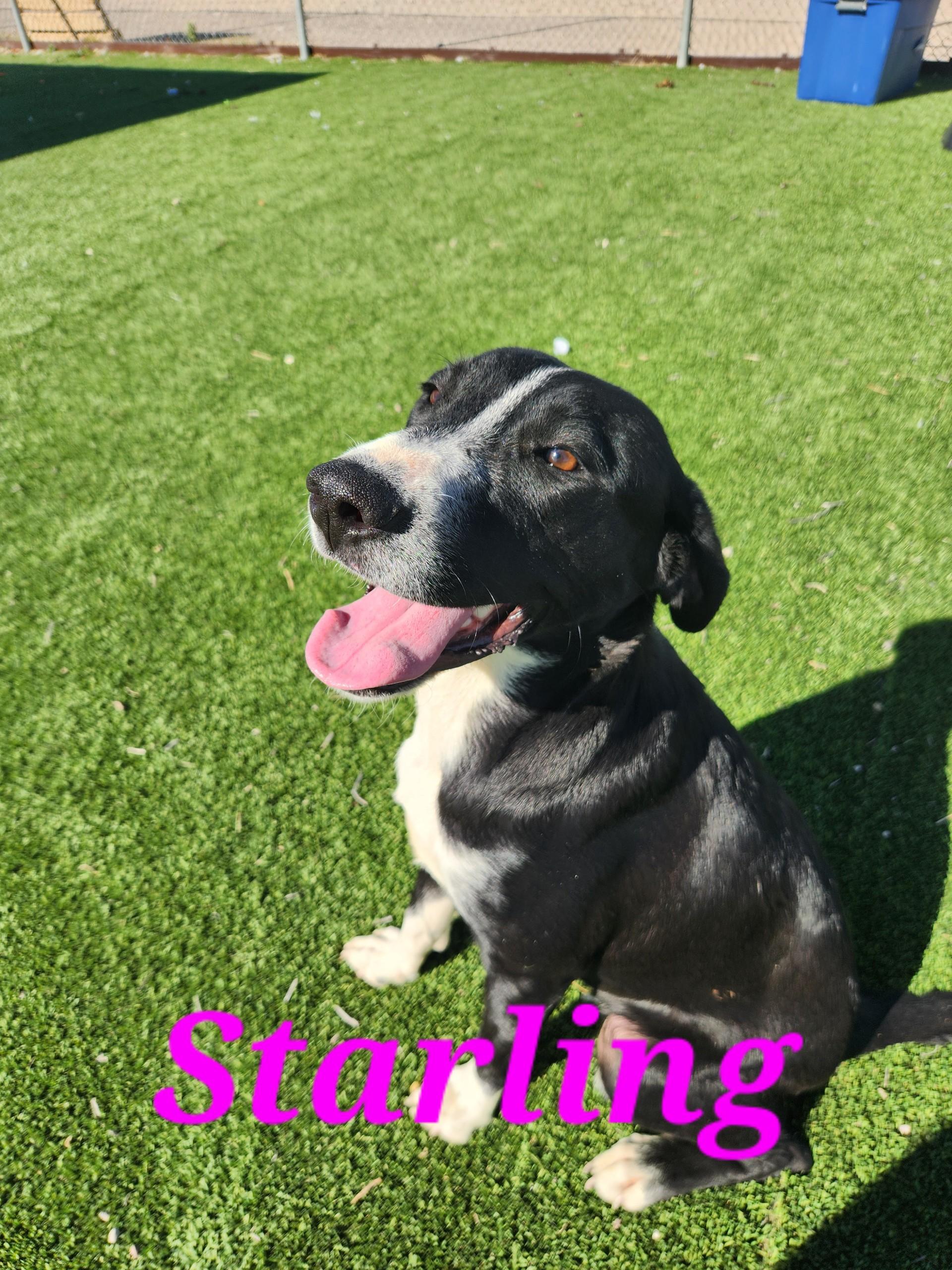 Starling, a Adoptable mixed breed in Truth or Consequences , NM image 6/6