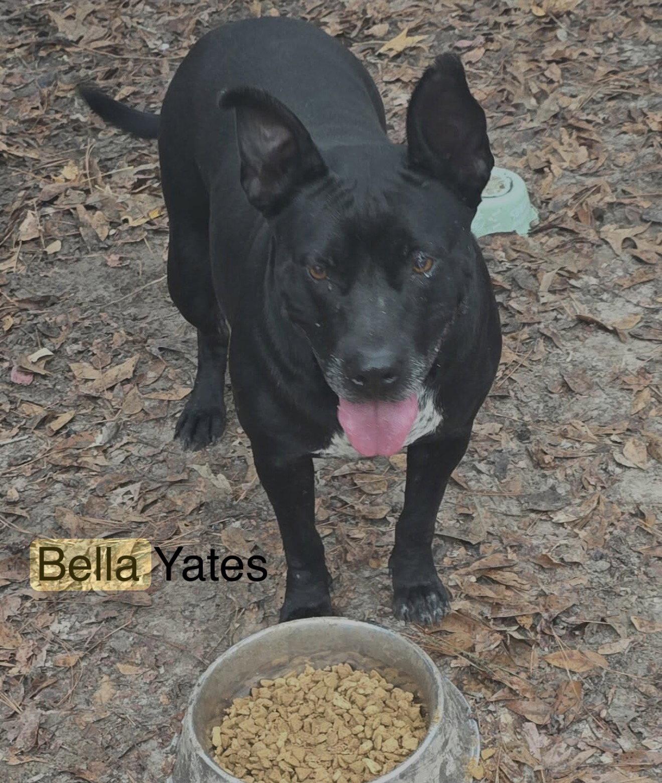 Enlarge Bella Yates, a Adoptable Pit Bull Terrier in Farmerville, LA image 1/3