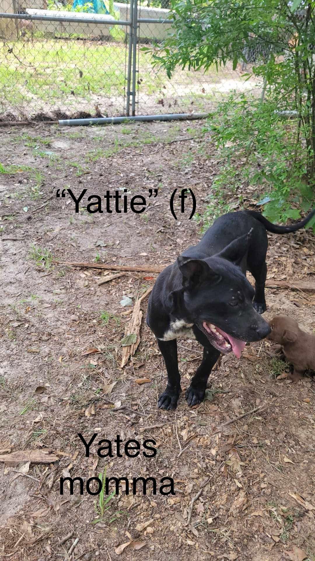 Enlarge Bella Yates, a Adoptable Pit Bull Terrier in Farmerville, LA image 2/3