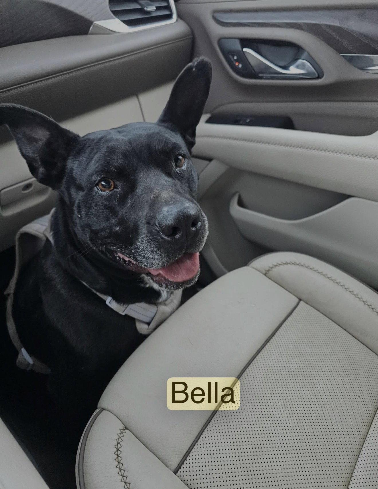 Enlarge Bella Yates, a Adoptable Pit Bull Terrier in Farmerville, LA image 3/3