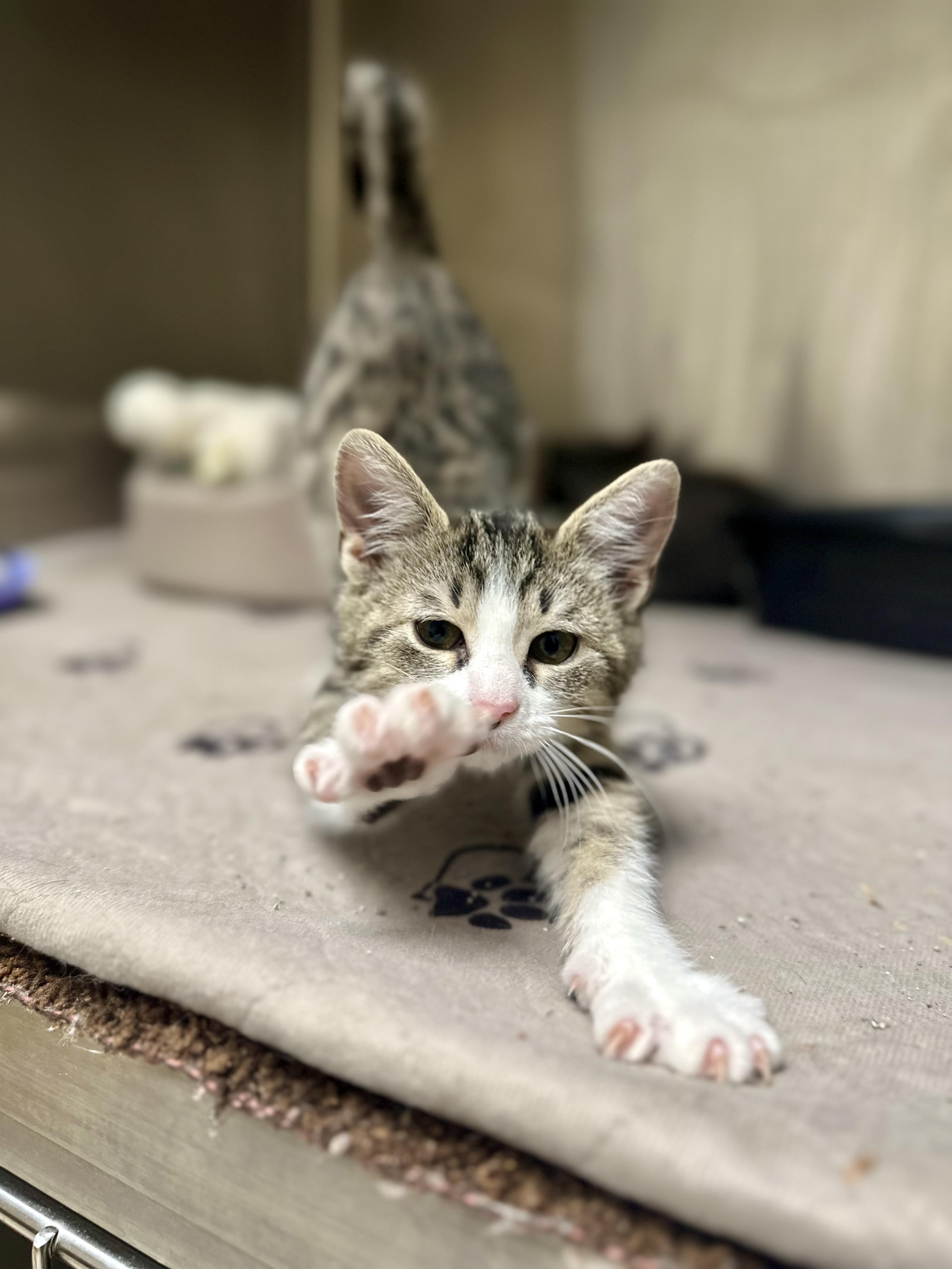 Tink, a Adoptable Domestic Short Hair in Kerrville, TX image 1/4