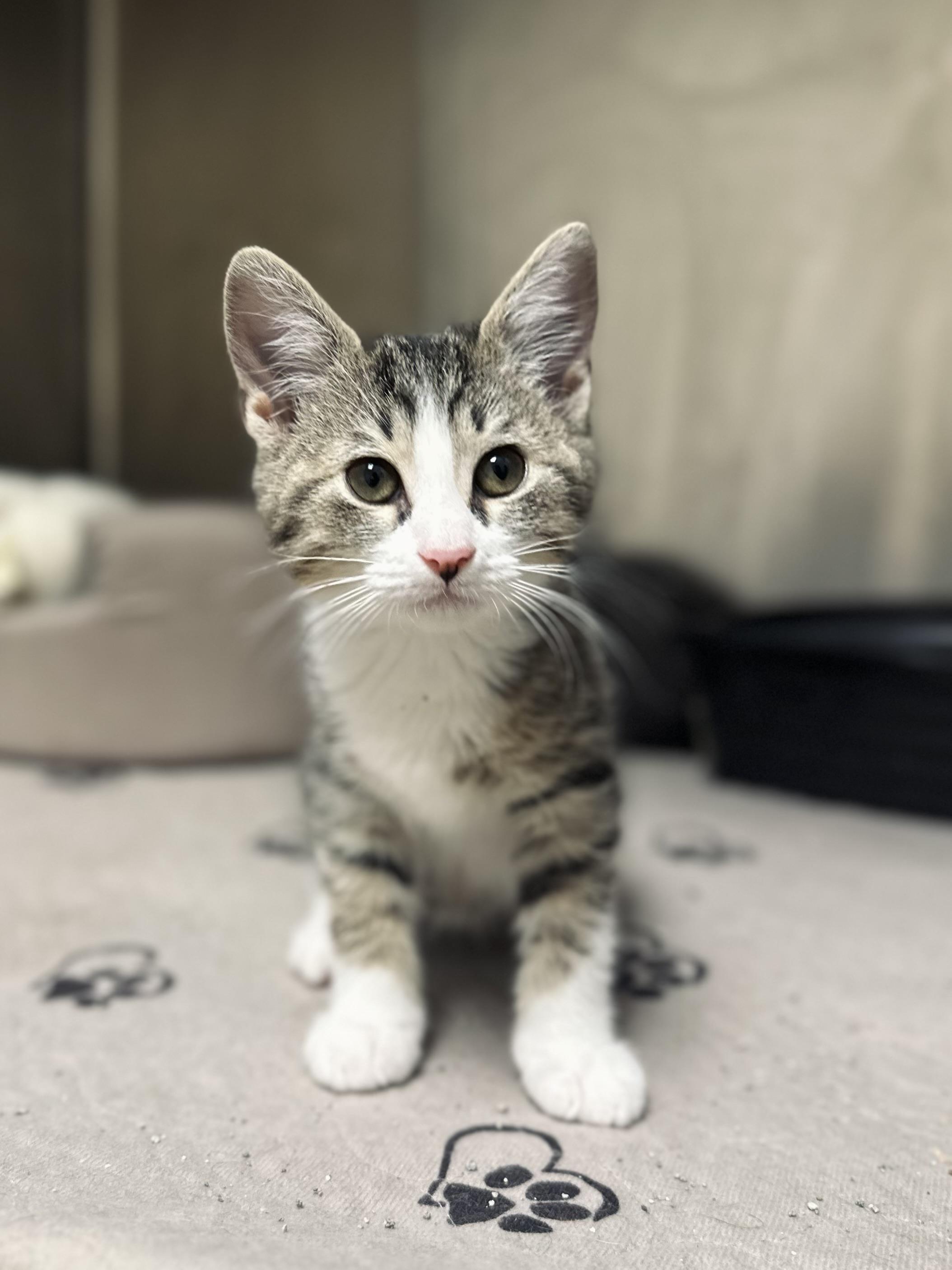 Tink, a Adoptable Domestic Short Hair in Kerrville, TX image 2/4