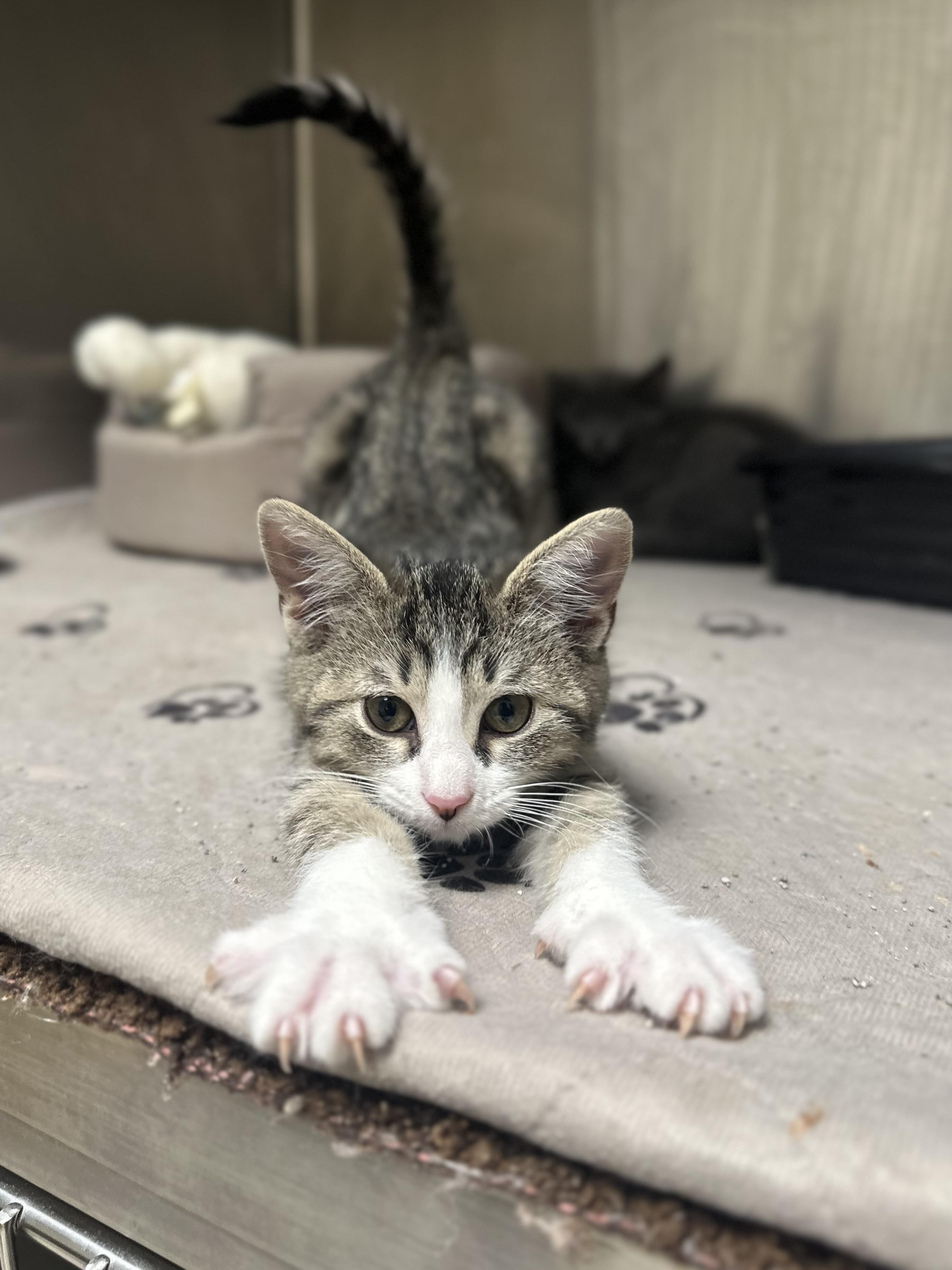 Tink, a Adoptable Domestic Short Hair in Kerrville, TX image 4/4