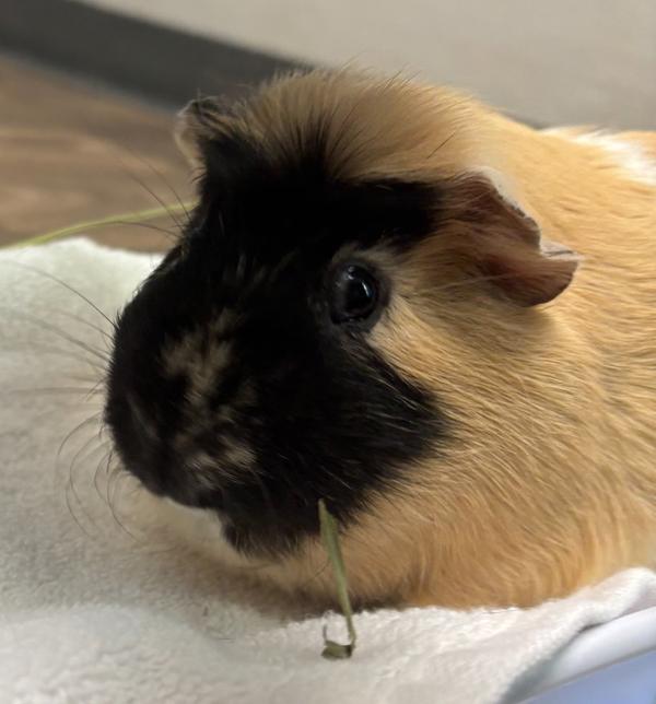 Enlarge Cinnamon, a Adoptable mixed breed in El Cajon, CA image 1/1