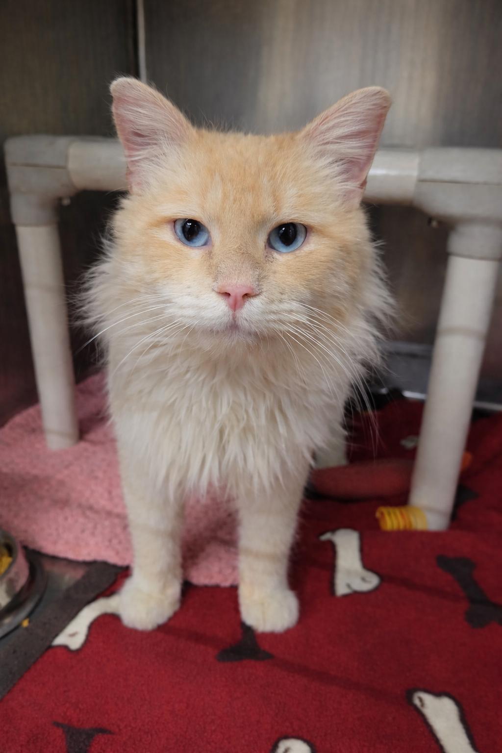 Malachy, adoptable, Young Male Domestic Long Hair.