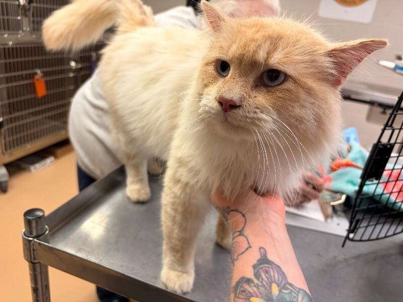 Malachy, ADOPTABLE, Young Male Domestic Long Hair.