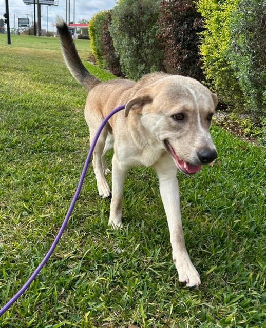 Enlarge Wally, a ADOPTABLE mixed breed in Littleton, CO image 4/5