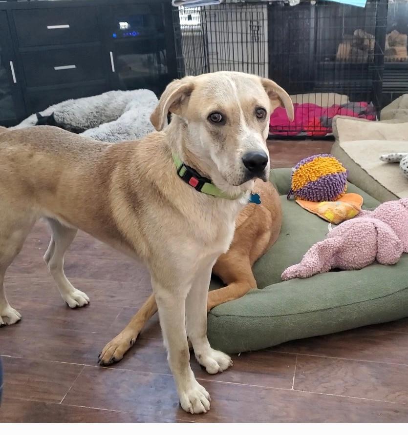 Enlarge Wally, a ADOPTABLE mixed breed in Littleton, CO image 1/5