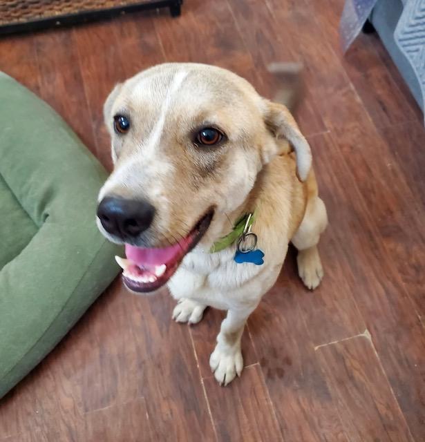 Enlarge Wally, a ADOPTABLE mixed breed in Littleton, CO image 5/5