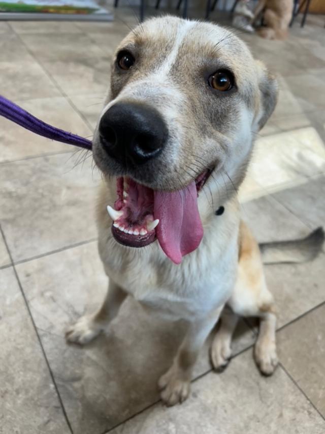 Enlarge Wally, a ADOPTABLE mixed breed in Littleton, CO image 3/5