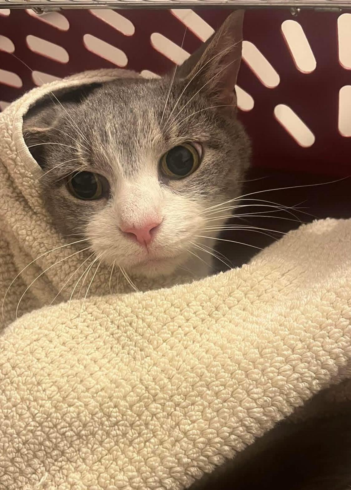 Robin, an adopted Domestic Short Hair in Sussex, NJ image 2/2