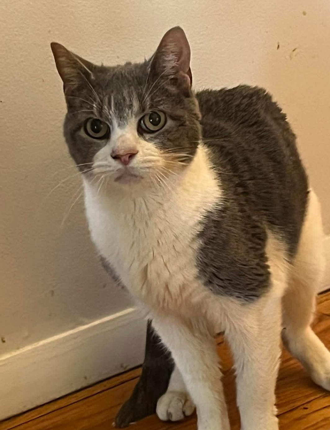 Robin, an adopted Domestic Short Hair in Sussex, NJ image 1/2