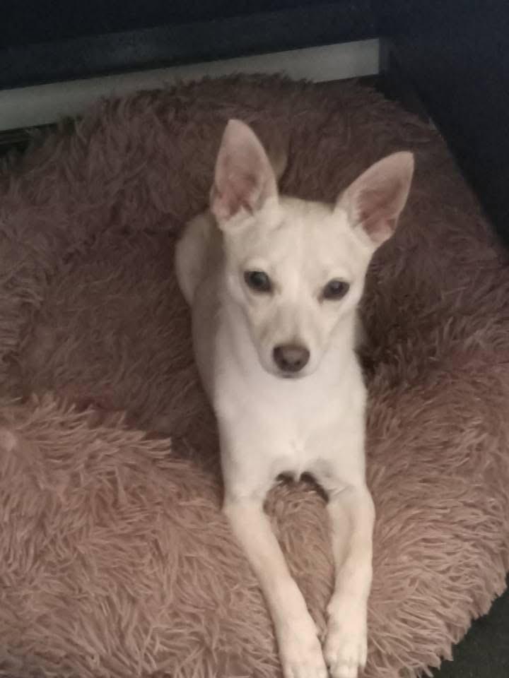 Max, Adult Male unknown