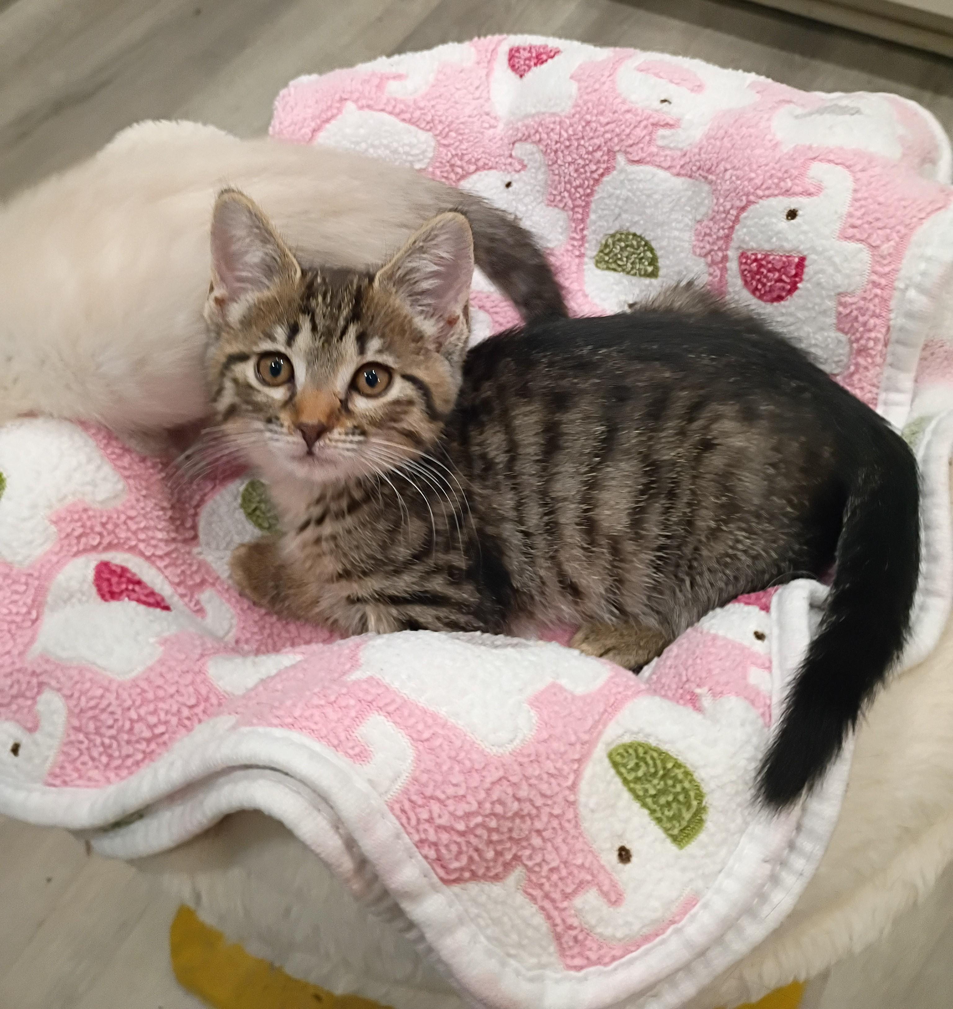 Sunshine - cuddly & playful, adopted, Kitten Female Domestic Short Hair.