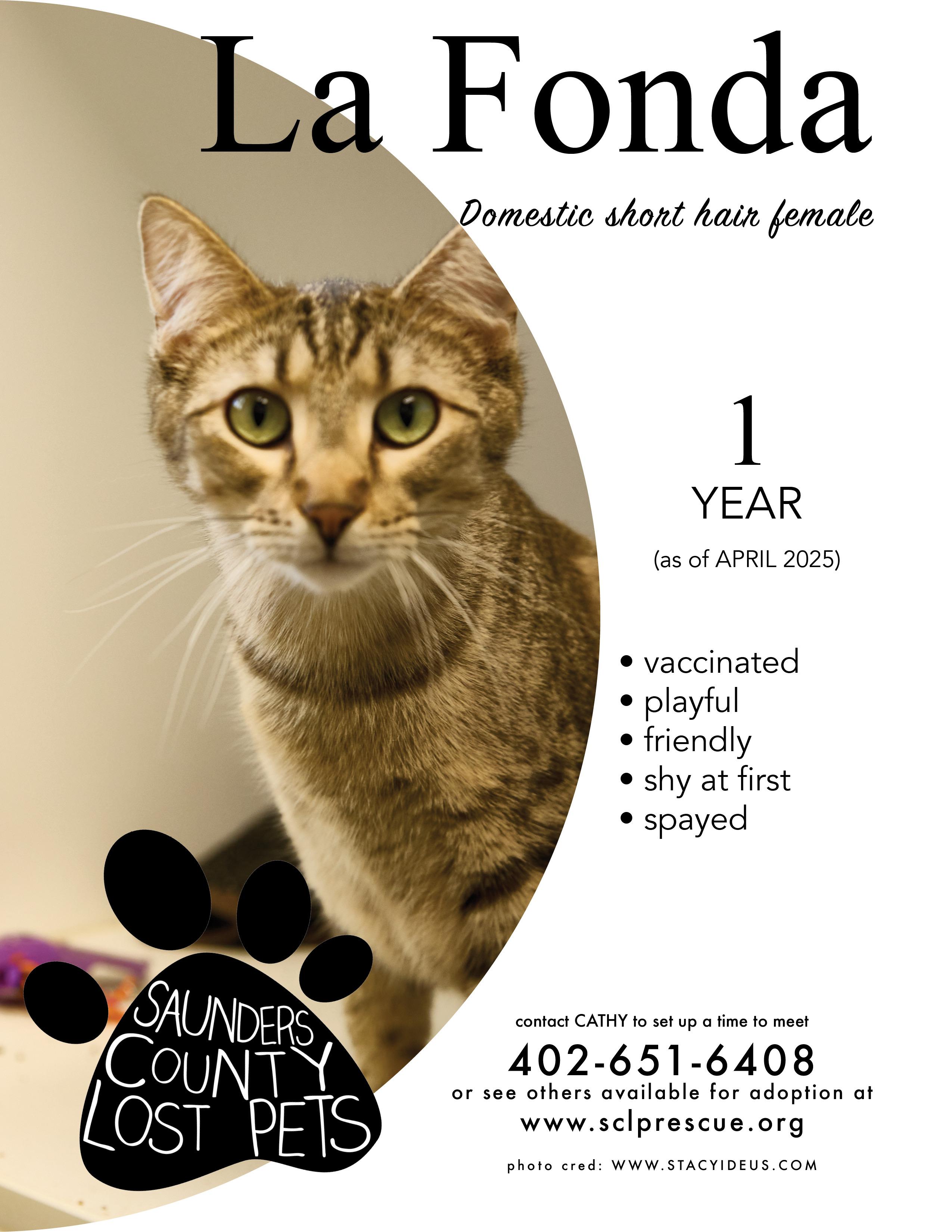 Enlarge LaFonda, a Adoptable Tabby in Wahoo, NE image 1/1