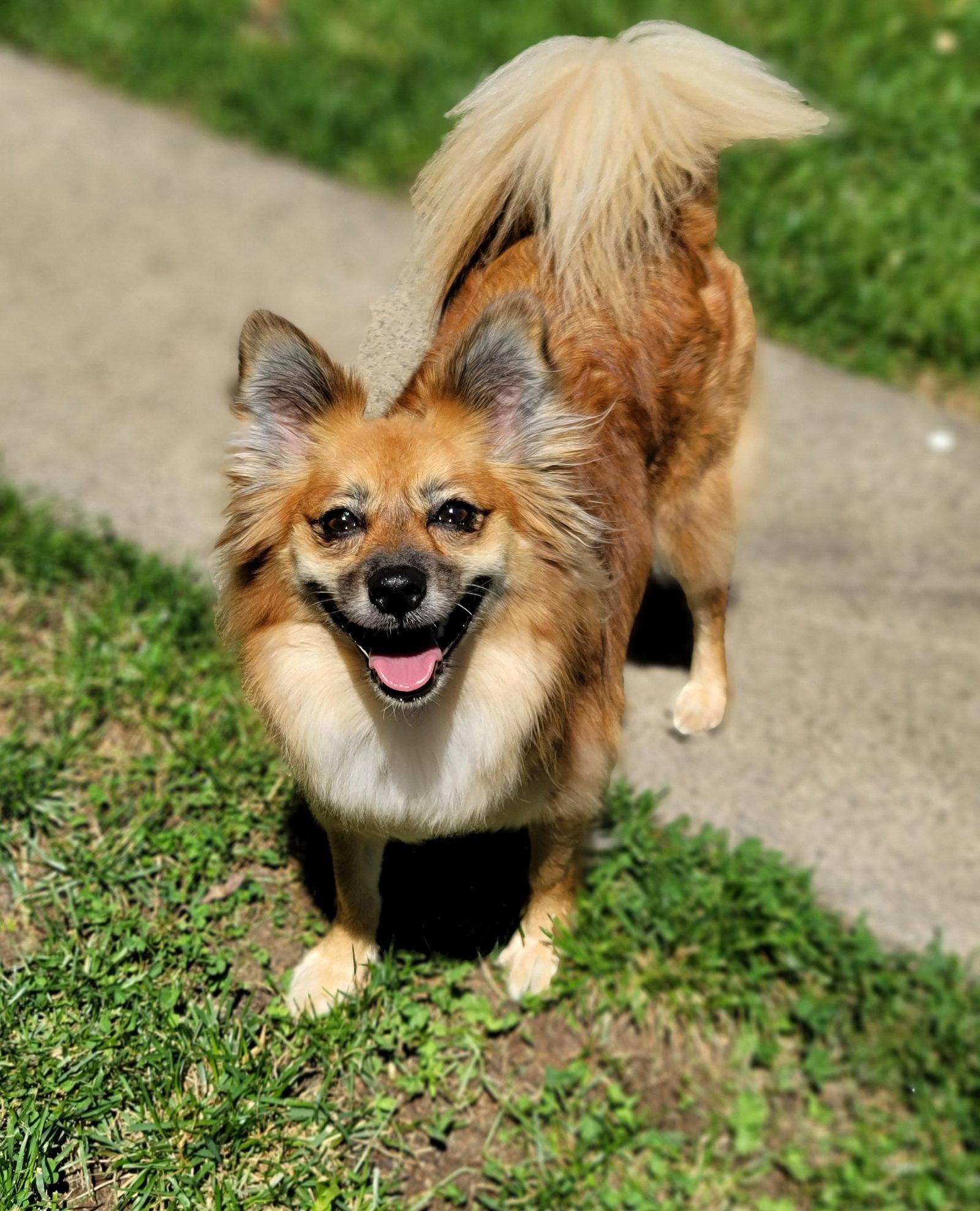 Enlarge Hayley, a Adopted Pomeranian in Lebanon, PA image 2/3