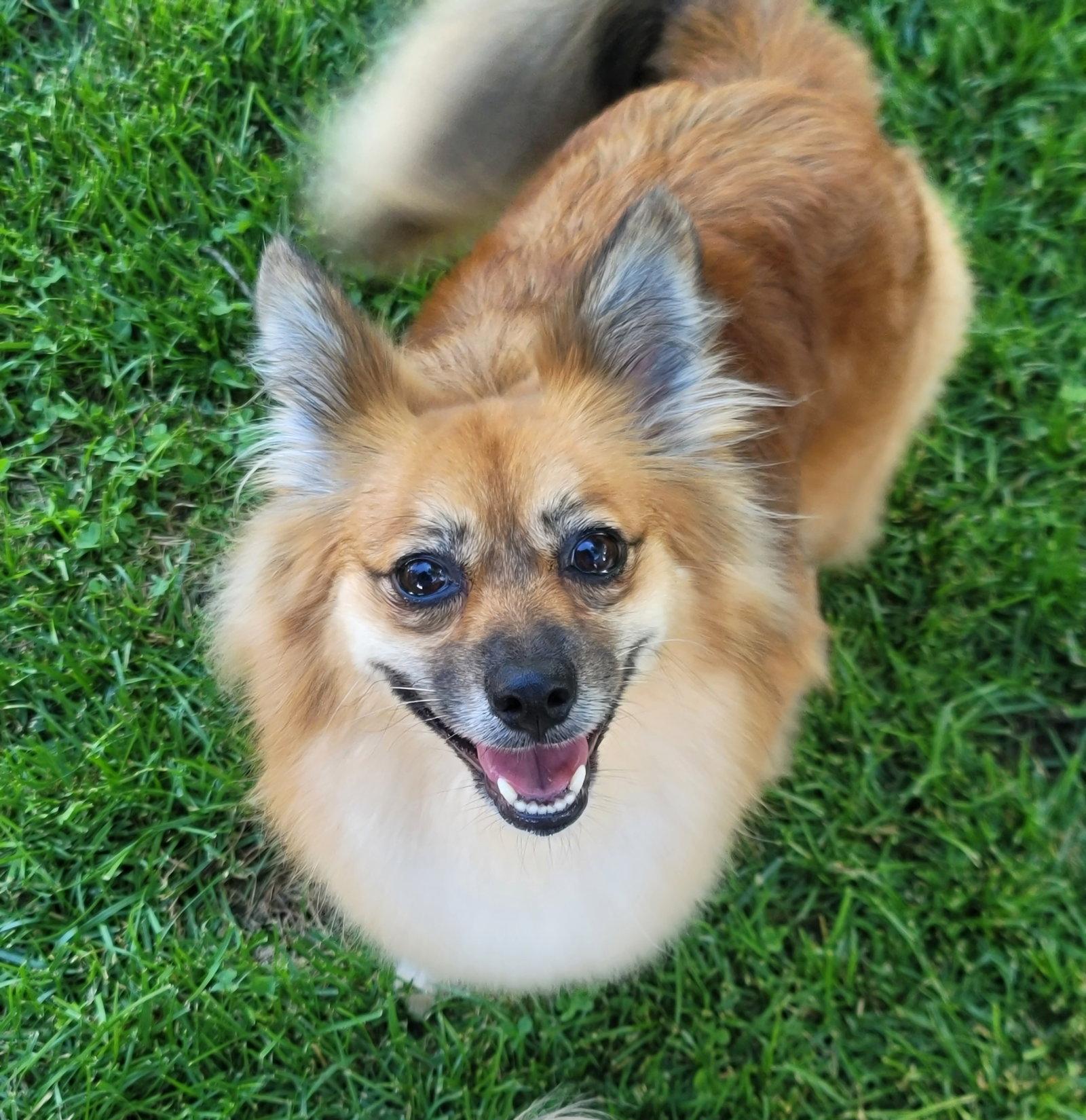 Enlarge Hayley, a Adopted Pomeranian in Lebanon, PA image 3/3