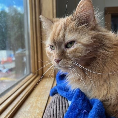 Enlarge Mary Anne, a Adoptable Domestic Long Hair in Saranac Lake, NY image 2/2