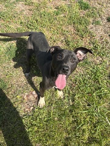 Enlarge SCRAPPY, a Adoptable mixed breed in Panama City, FL image 1/1