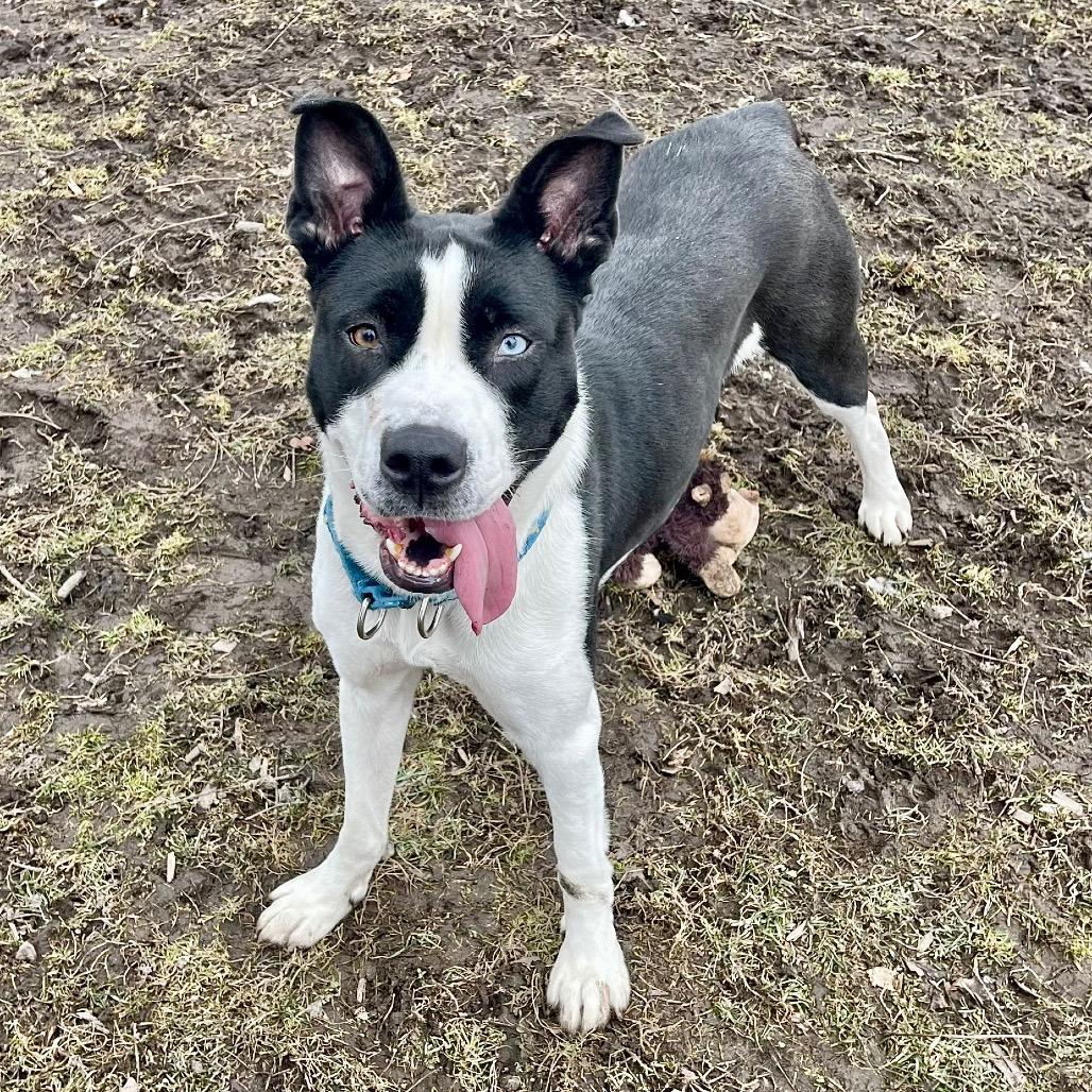 Nettie, Adoptable, Adult Female Siberian Husky & American Staffordshire Terrier.