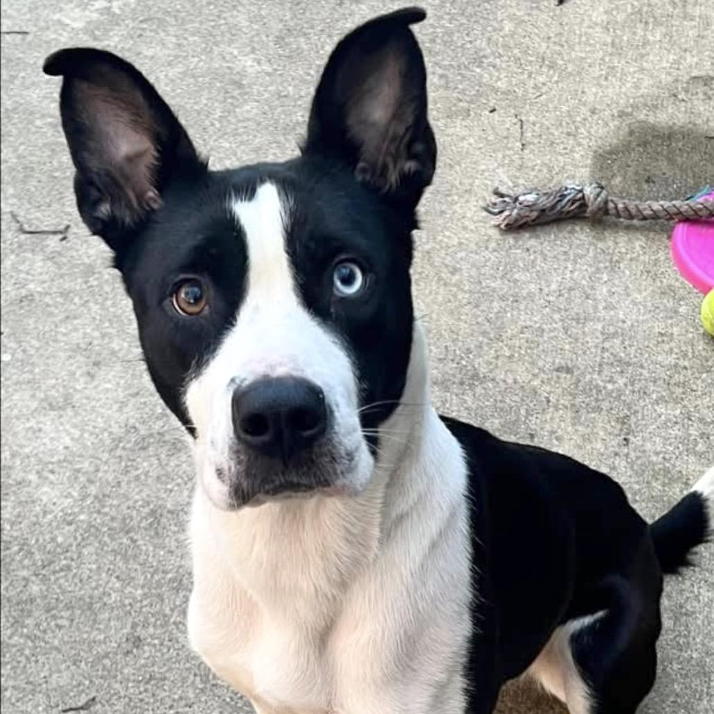 Enlarge Nettie, a Adoptable mixed breed in Deerfield, IL image 3/3