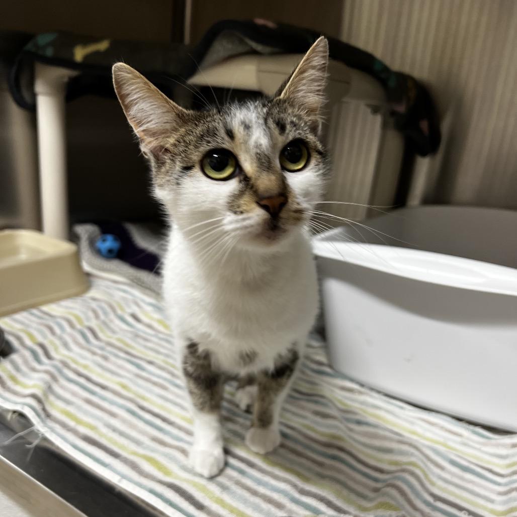 Enlarge Deanna, a Adoptable Domestic Short Hair in Harrisville, WV image 1/1