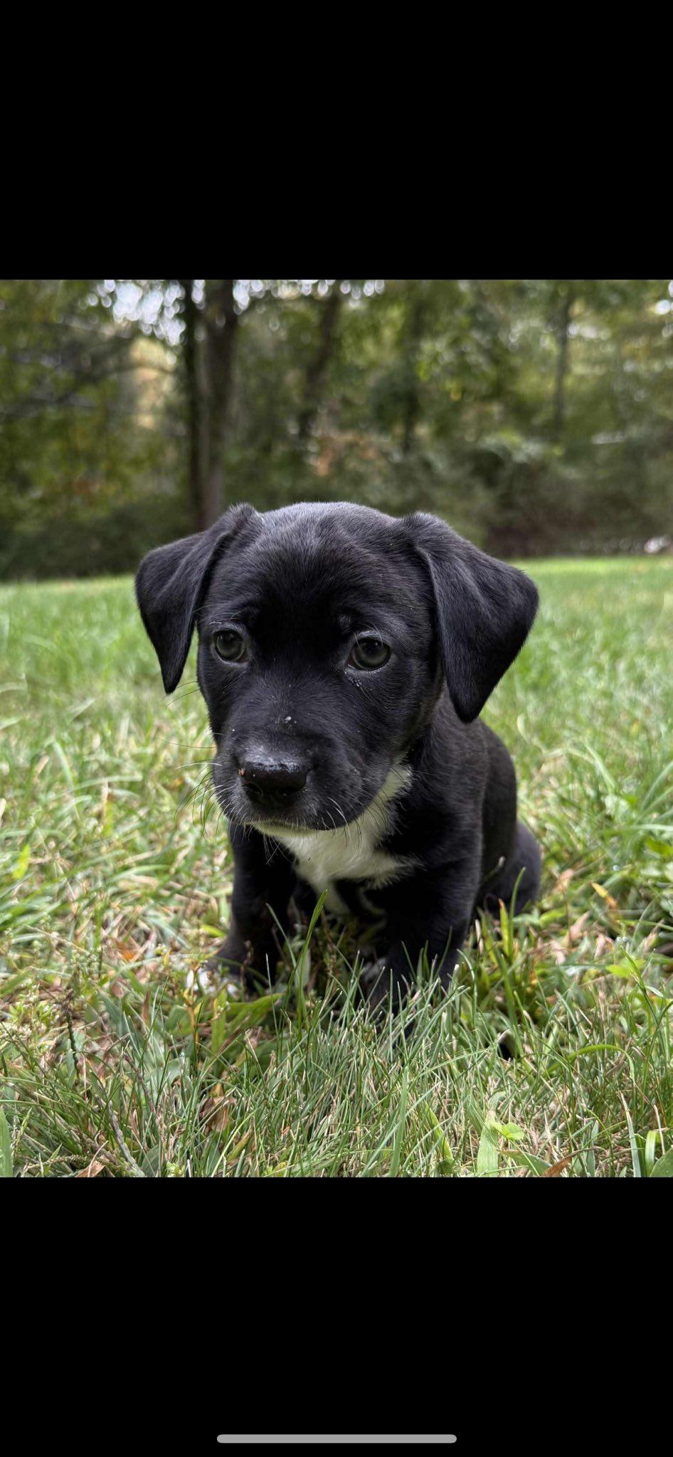 Enlarge Poppy, a Adopted mixed breed in Riverdale, NJ image 1/1