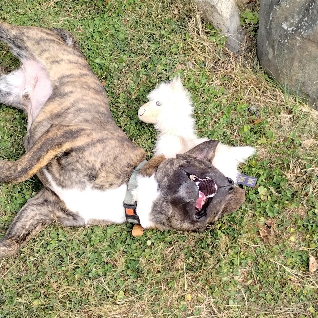 Flounder — thumbnail 2