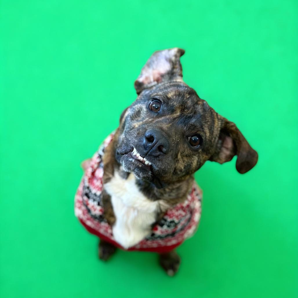 Flounder — thumbnail 4